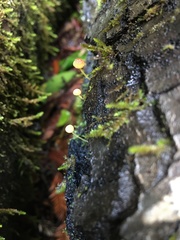 Mycena oregonensis