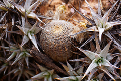 Echinopsis densispina, photograph Kay Urban, CC BY, iNaturalist via GBIF