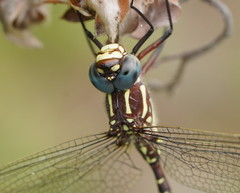 Spinaeschna tripunctata