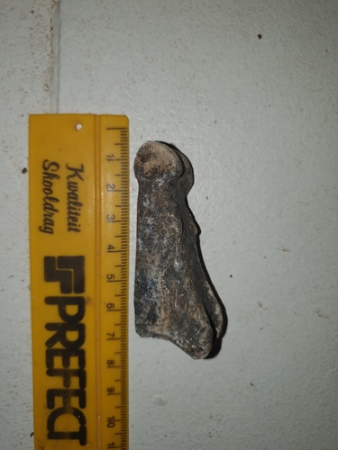 Bond's springbok (Antidorcas bondi) — Data Deficient Mammalia