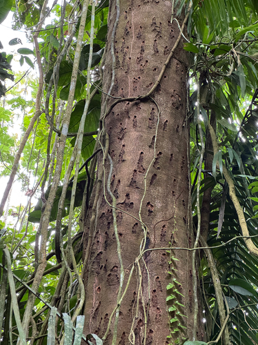 Pygmy Marmoset