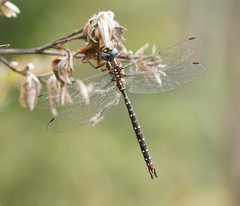 Spinaeschna tripunctata