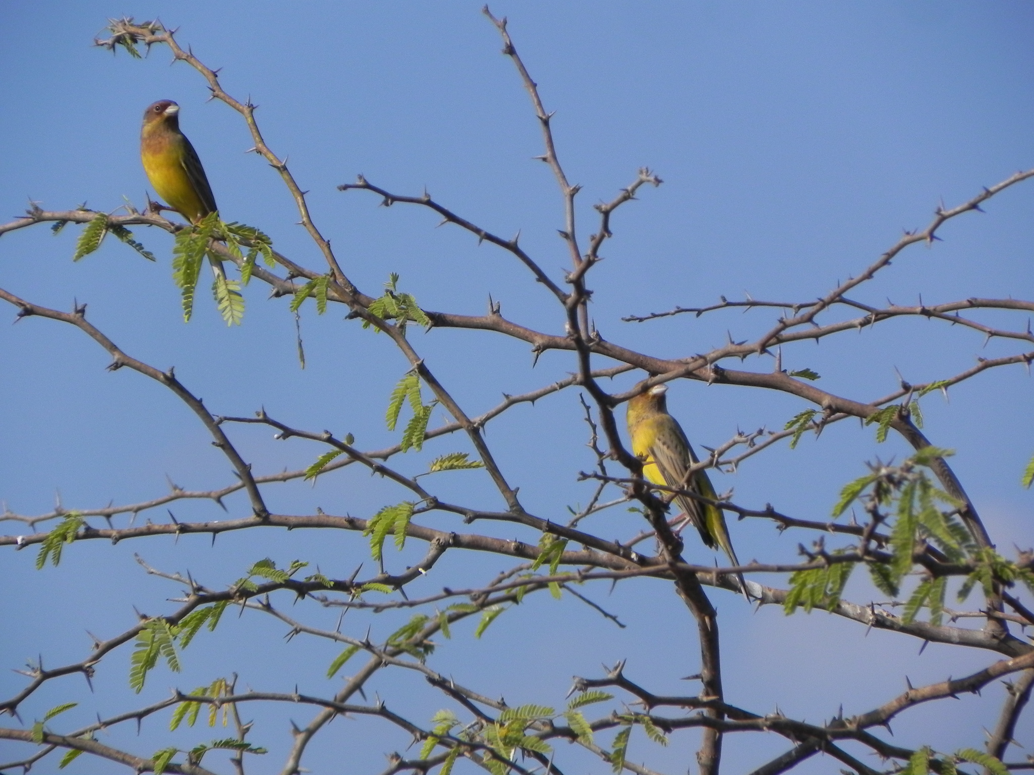 Red-headed Bunting