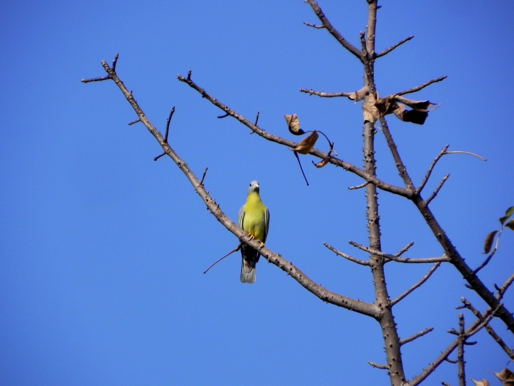 Yellow-footed Green Pigeon