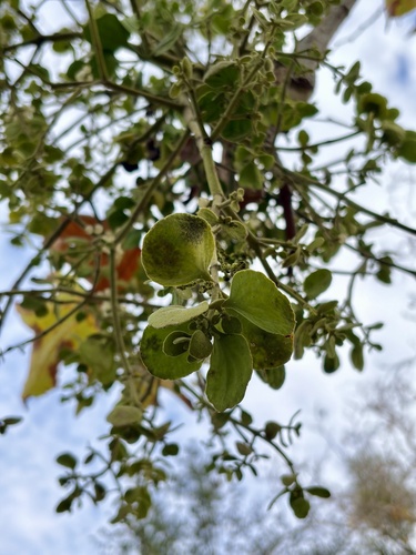 iNaturalist observation photo of leafy mistletoes