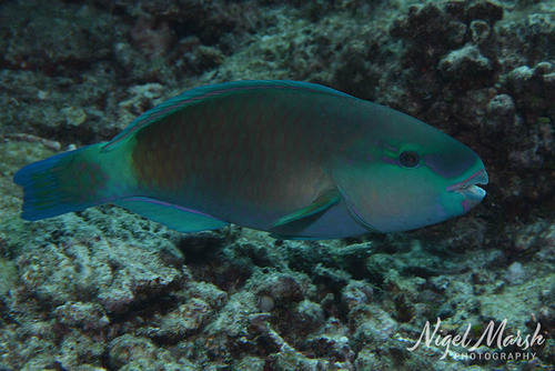Chlorurus spilurus