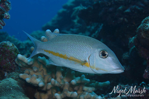 Lethrinus obsoletus