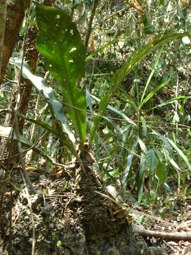 Anthurium schlechtendalii