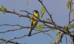 Emberiza melanocephala