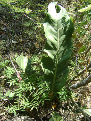 Anthurium schlechtendalii