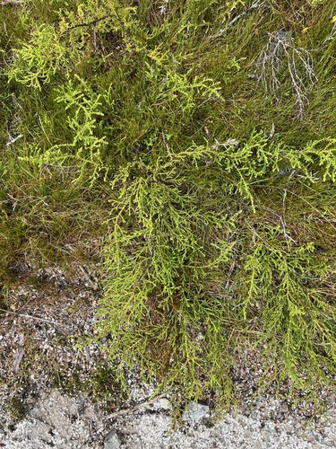 yellow silver-pine (Lepidothamnus intermedius)