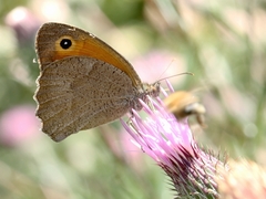Hyponephele lupinus