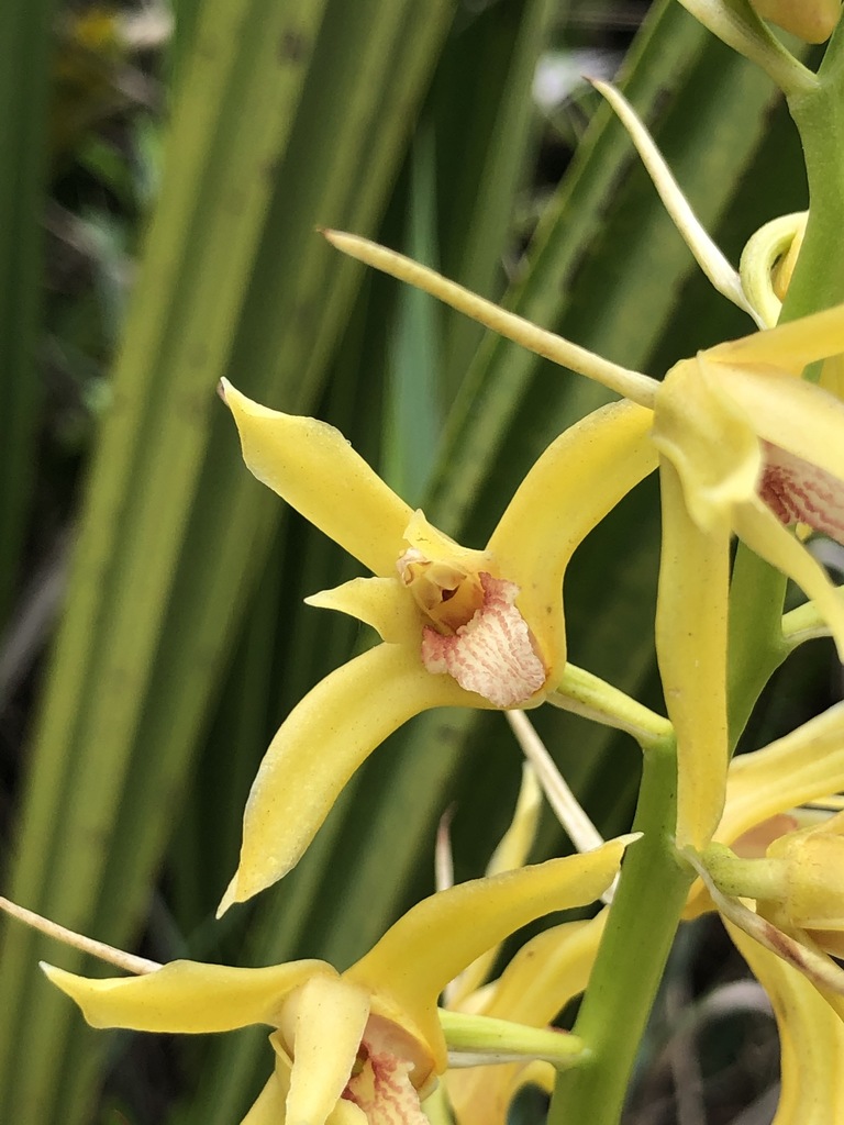 Xylobium bractescens