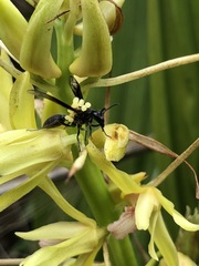 Xylobium bractescens