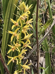 Xylobium bractescens