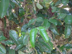 Chrysophyllum