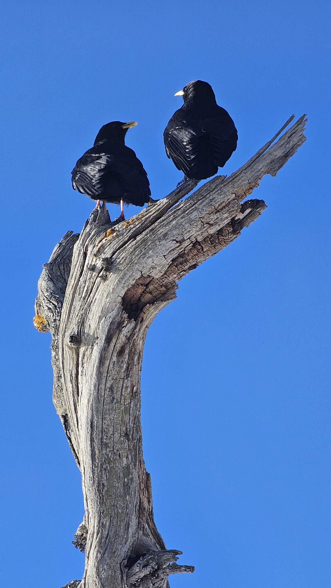 Alpine Chough (Pyrrhocorax graculus), photo 2