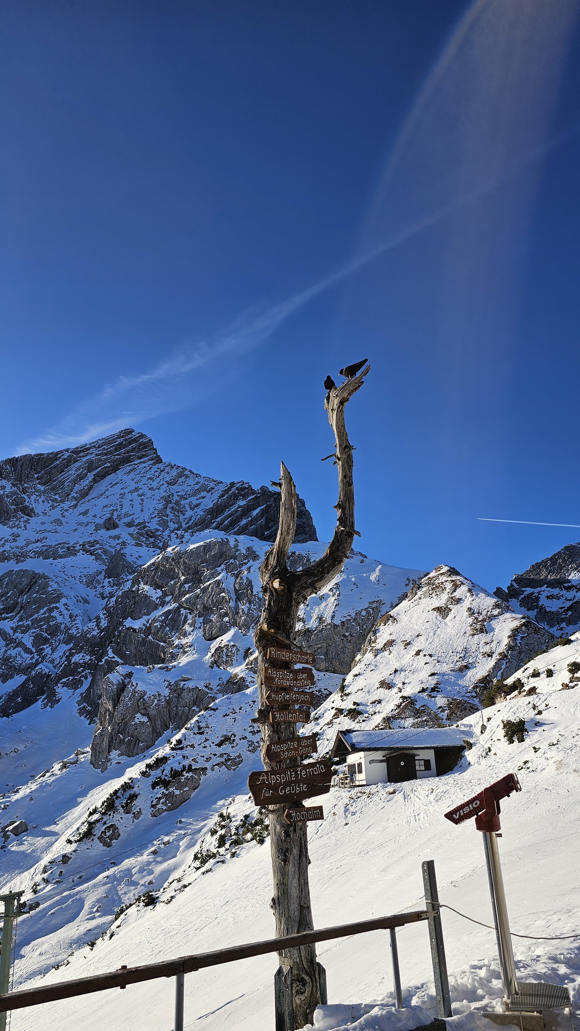 Alpine Chough (Pyrrhocorax graculus), photo 3