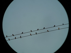 Stelgidopteryx serripennis ridgwayi