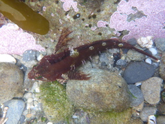 Oligocottus