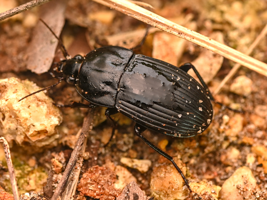 Systolocranius validus