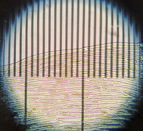 Brotherella recurvans, 2025-08-23