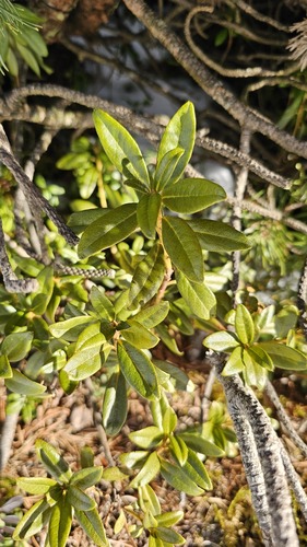 Alpine-rose