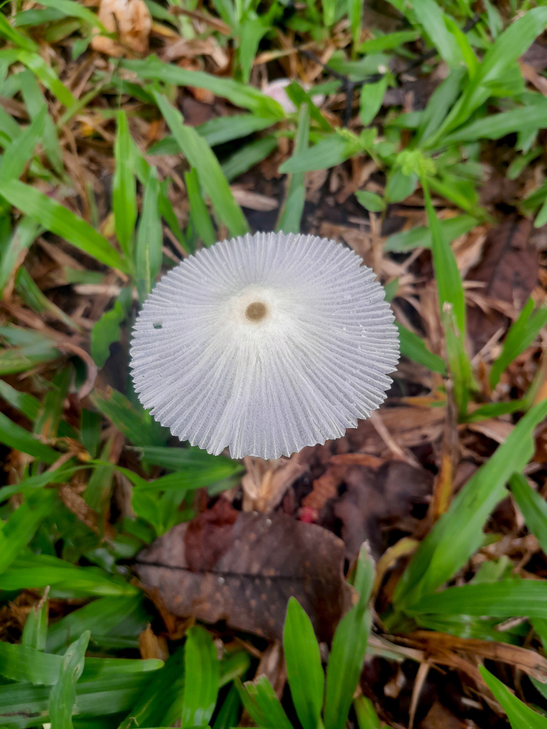 Leucocoprinus fragilissimus · January 2026 · photo: © junglenut (iNaturalist, cc-by-sa)