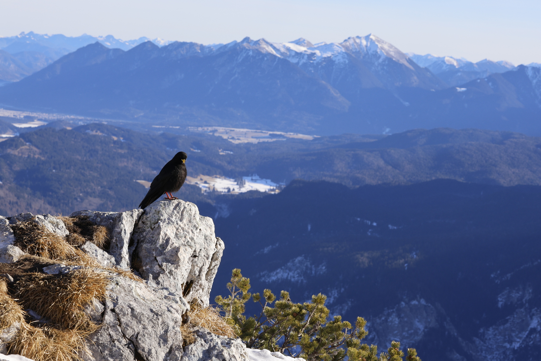 Alpine Chough (Pyrrhocorax graculus), photo 6