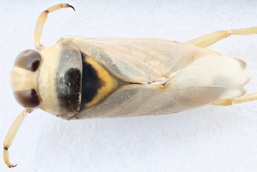 Notonecta unifasciata