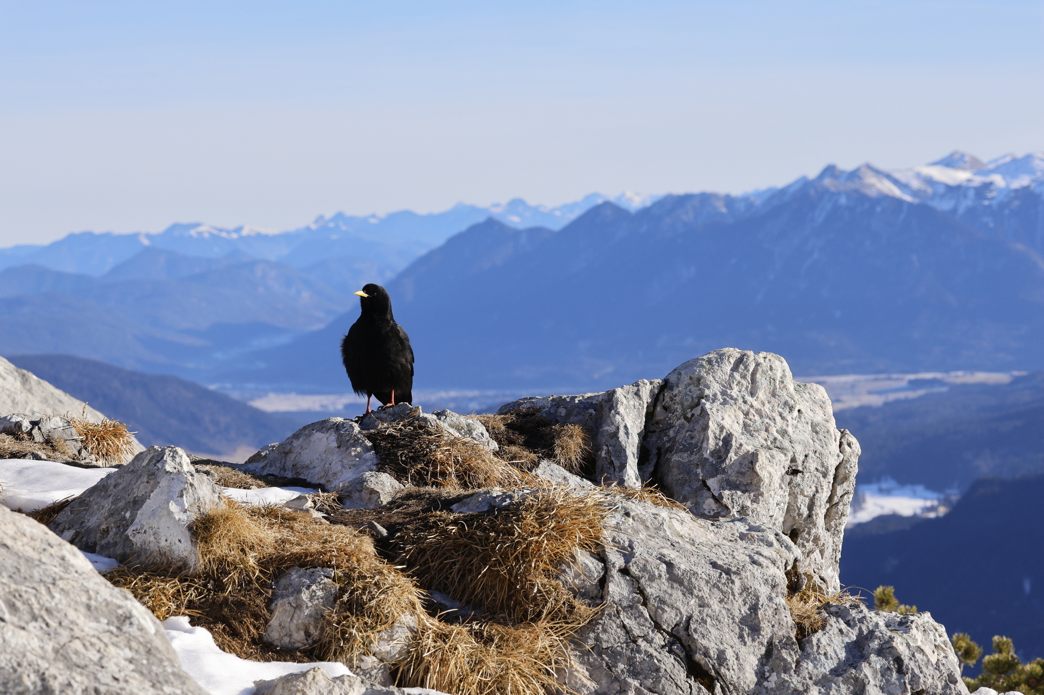 Alpine Chough (Pyrrhocorax graculus), photo 7