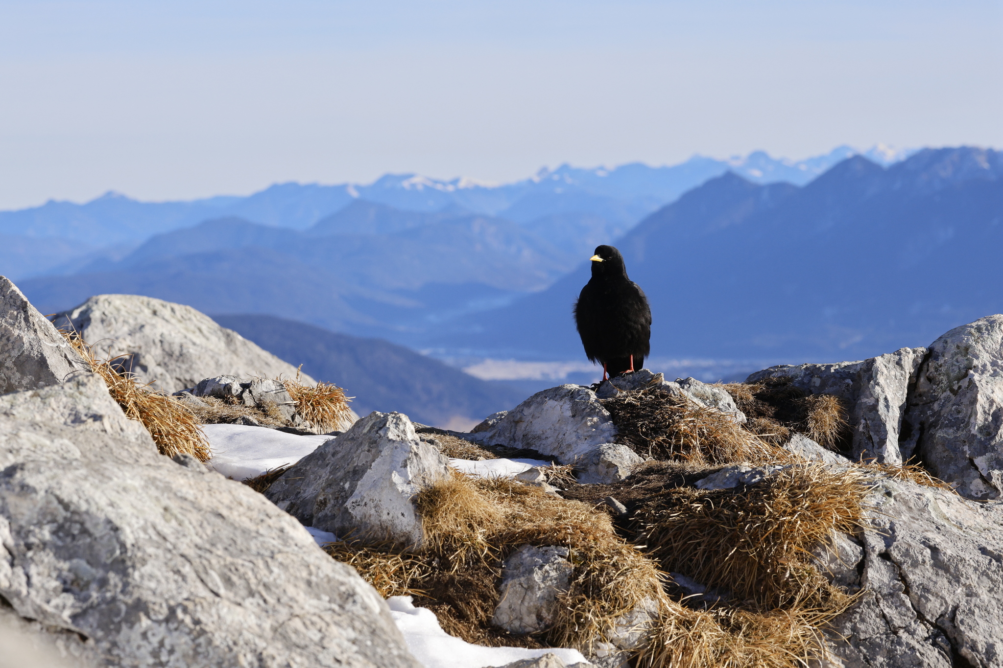 Alpine Chough (Pyrrhocorax graculus), photo 8