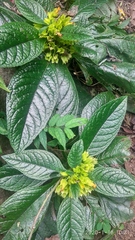 Chrysothemis friedrichsthaliana