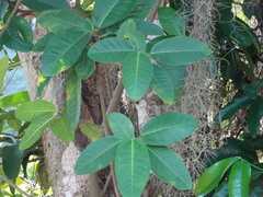 Chrysophyllum