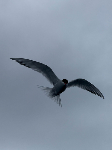 Antarctic Tern (Sterna vittata), photo 10