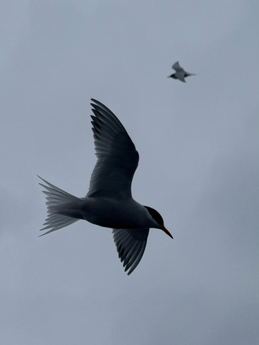 Antarctic Tern (Sterna vittata), photo 8