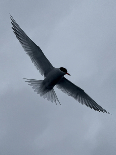 Antarctic Tern (Sterna vittata), photo 9