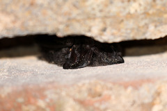 Barbastella barbastellus