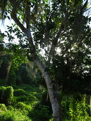 Chrysophyllum