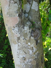 Chrysophyllum