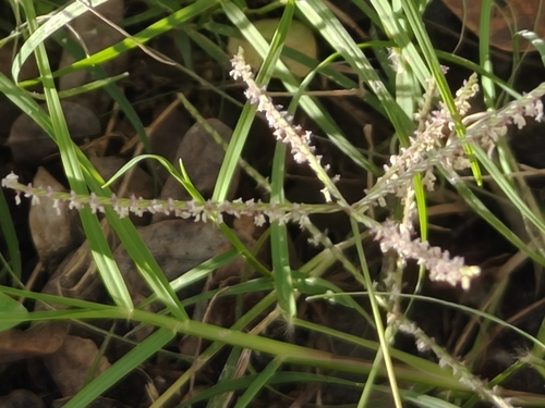 Foto de Grama-bermuda