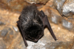 Barbastella barbastellus