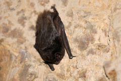 Barbastella barbastellus