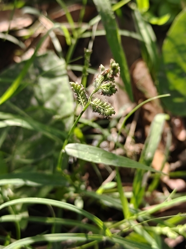Foto de Echinochloa colonum