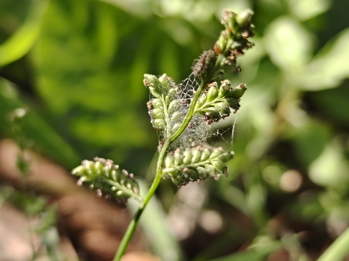 Foto de Echinochloa colonum