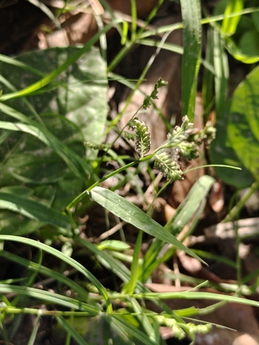 Foto de Echinochloa colonum