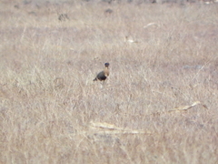 Cursorius coromandelicus