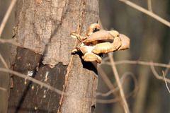Cryptostroma corticale