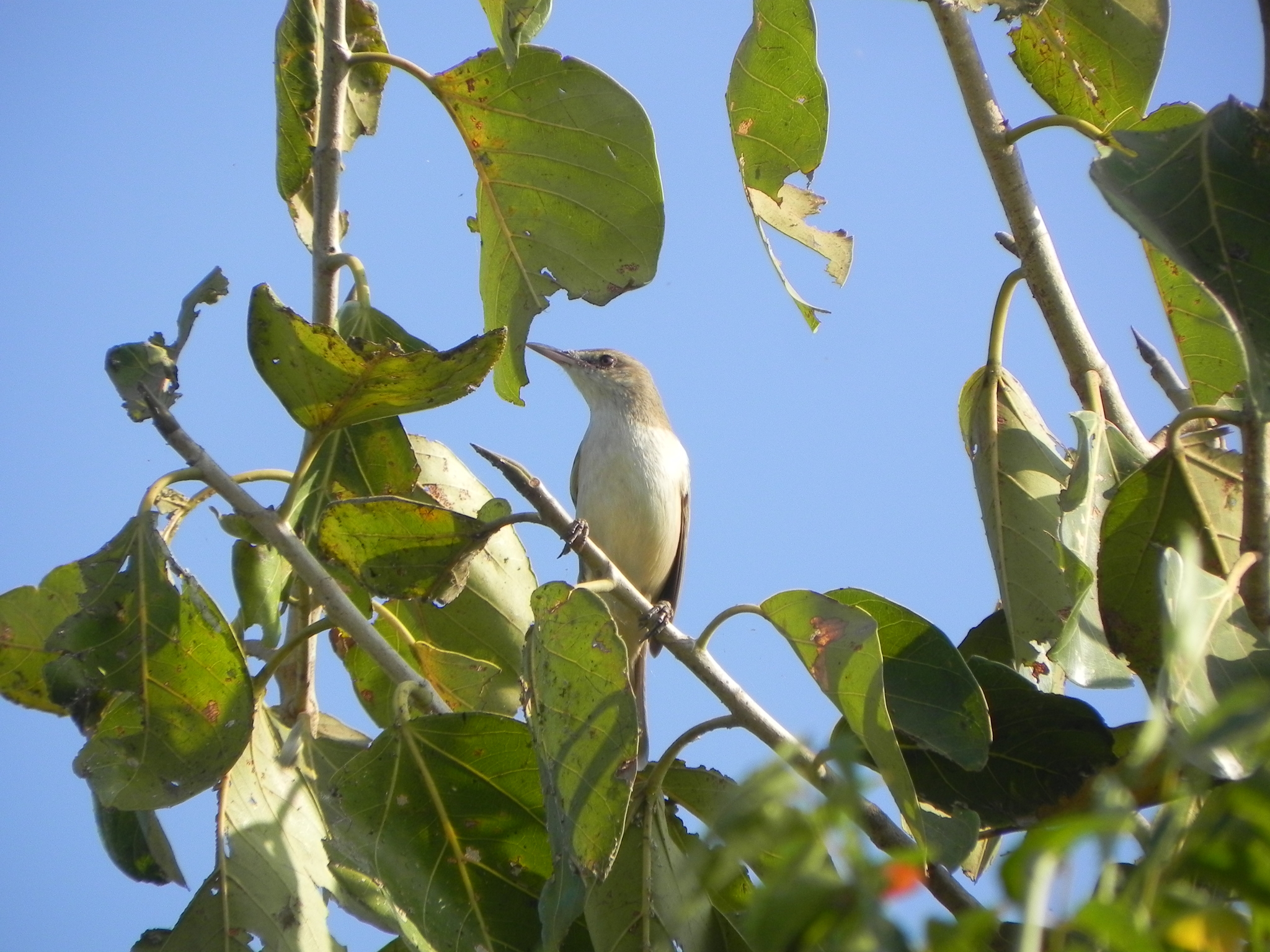 Clamorous Reed Warbler
