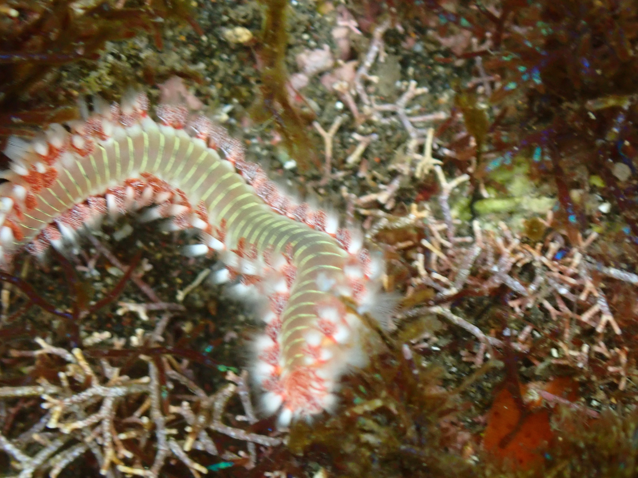 Hermodice carunculata (Pallas, 1766)
